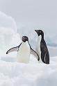 084 Antarctica, Hope Bay, adeliepinguins